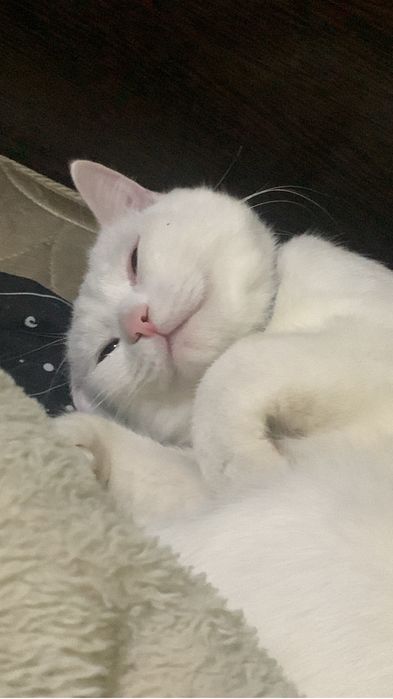 Отдам животных даром