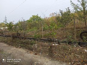Парцел 1200кв.м.гр.Девня  кв.Повеляново.15000eu