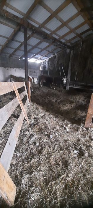 Продам с откорма! Кенжеколь