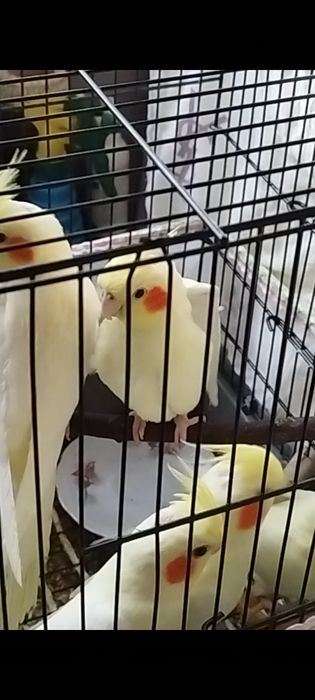 Продается готовая пара попугаев