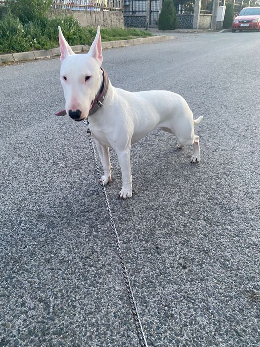 Продвам бултериер