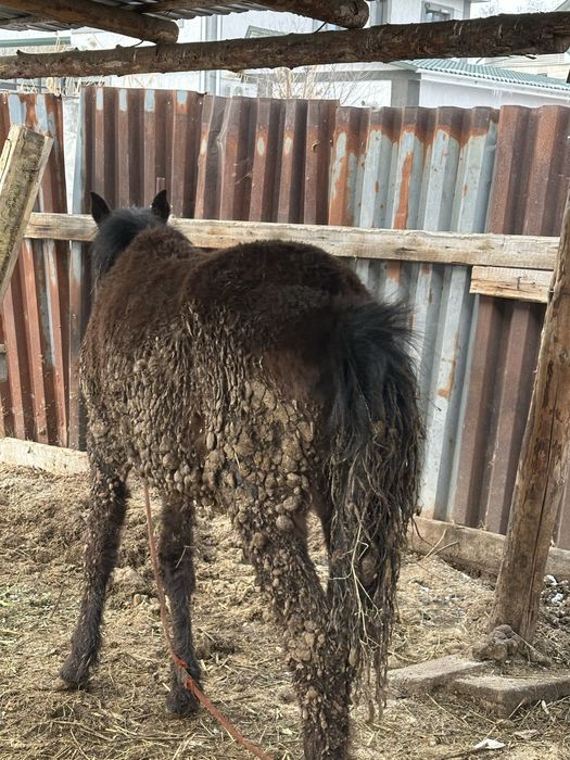 Тай лошадь байтал семиз тай