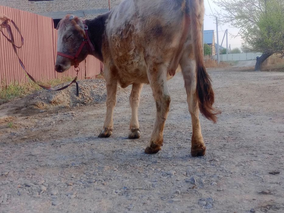 Sigir boqilgan  go‘shtga tayyor