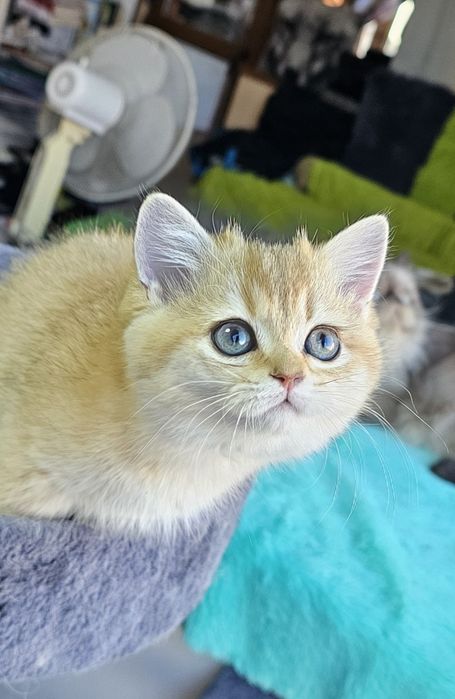 Британски котенца