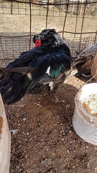 Индаутка дайин кораз