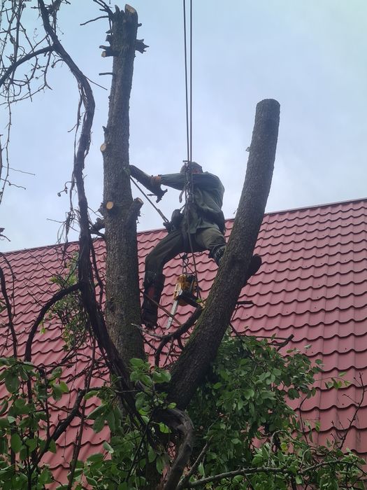 Спил деревев Агаш кесемыз