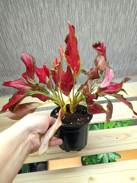 Продам Аглаонема