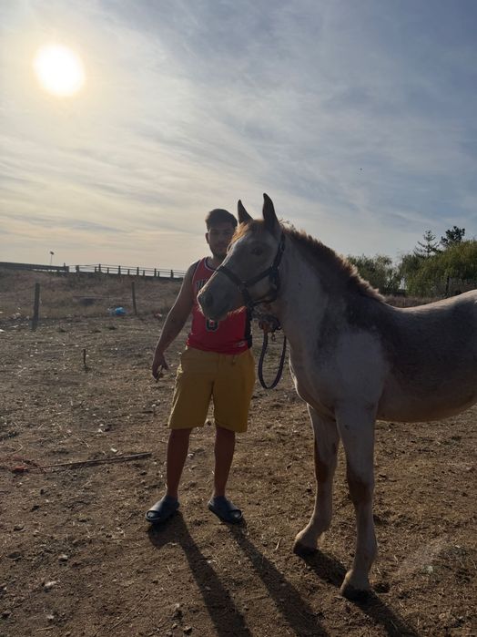 Mânză de vânzare bună
