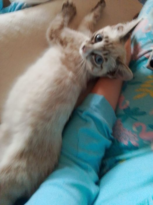 Отдадим бесплатно котят