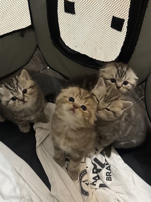 Продам шотладских котят