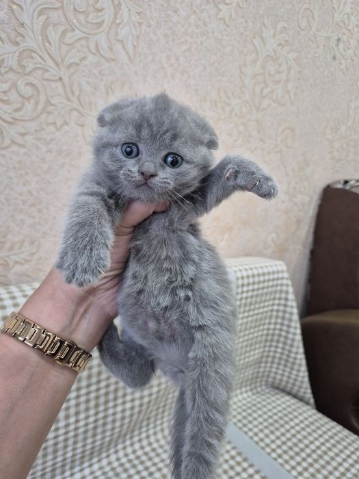 Продам котят бритацы