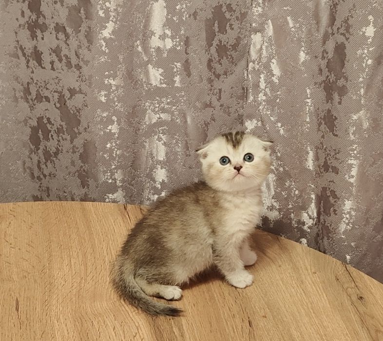 Фолды Котята Тикированые мальчик и девочка