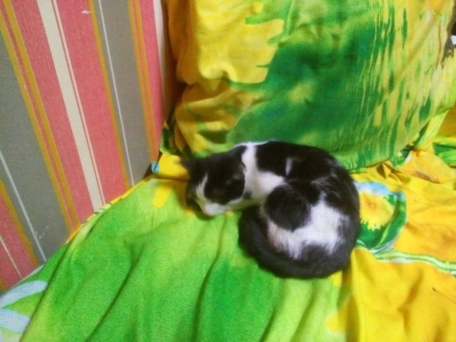 Отдам котёнка в добрые руки