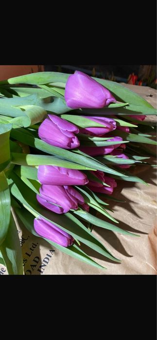 Тюльпаны оптом и в розницу
