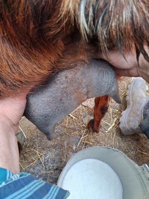 Capre Anglonubian vând