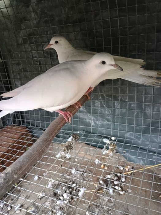 Porumbei Misirlii , voiajori albi și turturele râzătoare