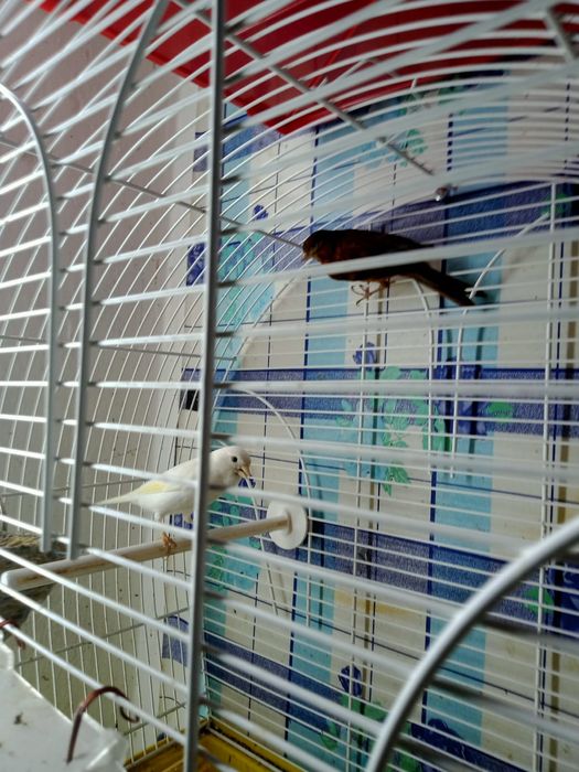 Канарейки приучены к клетке