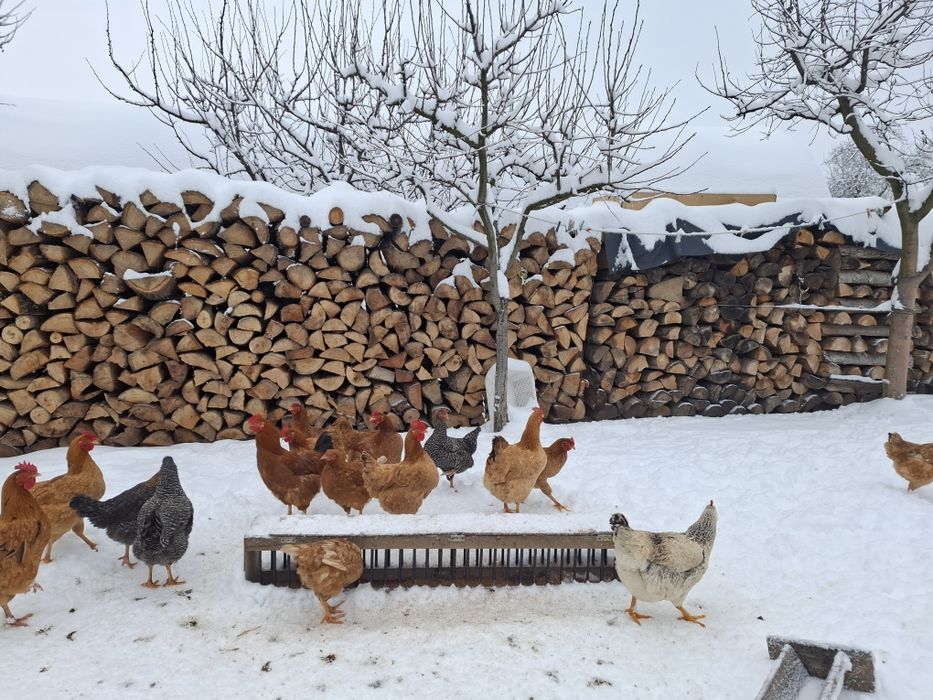 Vând gaini și puici