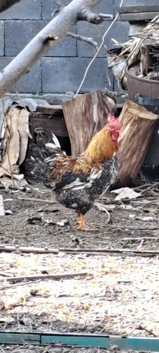 Продам петуха возраст 1.5 года