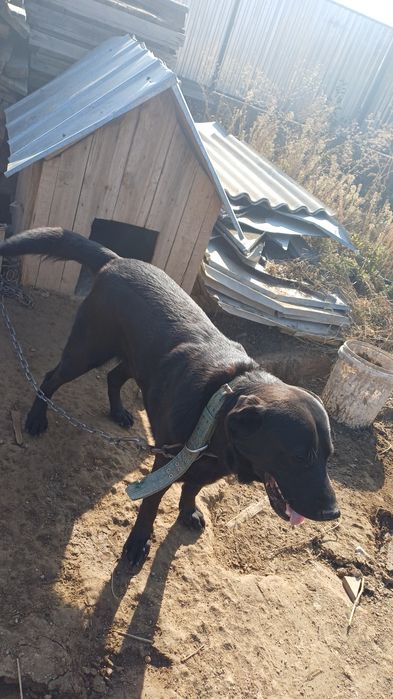 Продам лабрадор мальчик