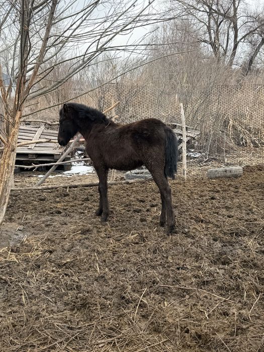 Тай жабагы жеребчики
