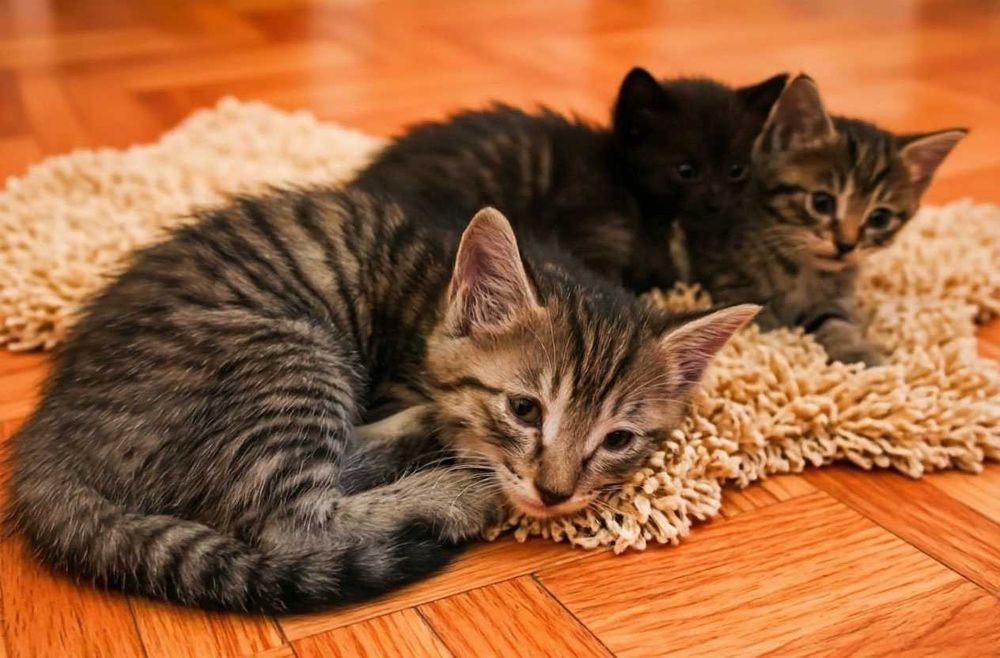 Котят в добрые руки