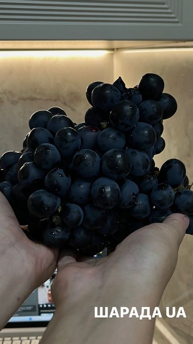 Продам саженцы винограда вегетирующие