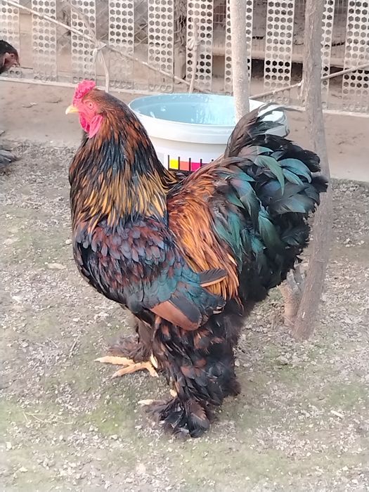 Brama Zolota Sotiladi Qoni Toza