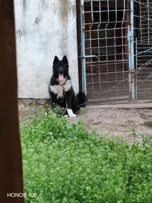 лайка продается девочка рэл