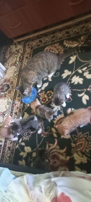 Отдам котят в добрые руки