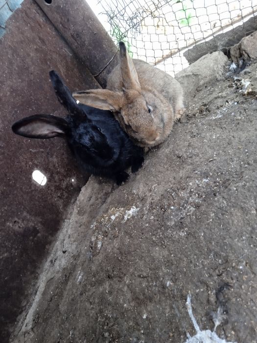 Продаются крольчата  3,5 месяца по 60000 тысяч сумов