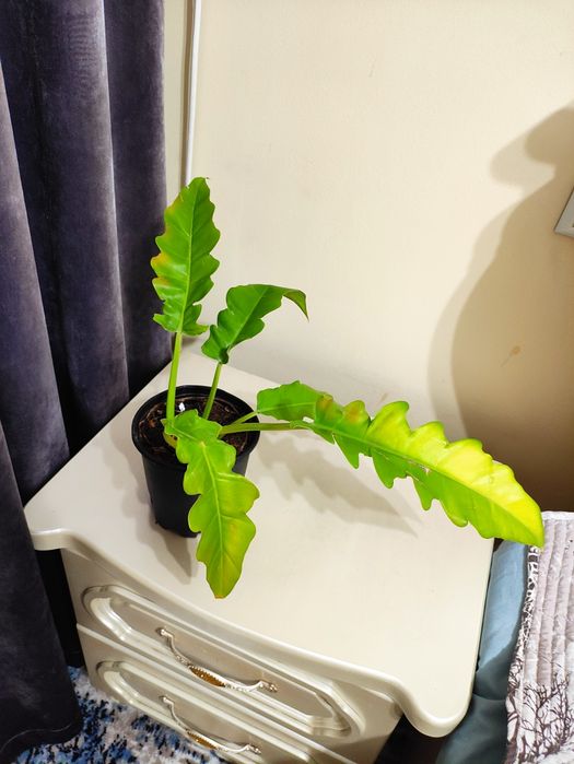 Филодендрон золотой крокодил