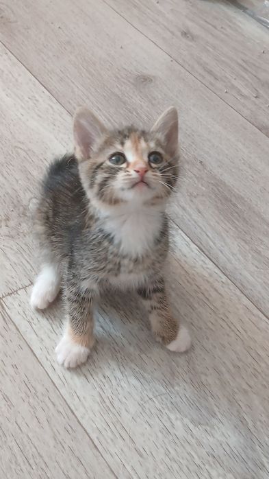 Отдам котят,все девочки.