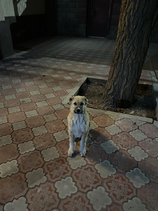 Алабай ит 3 айлык күшік