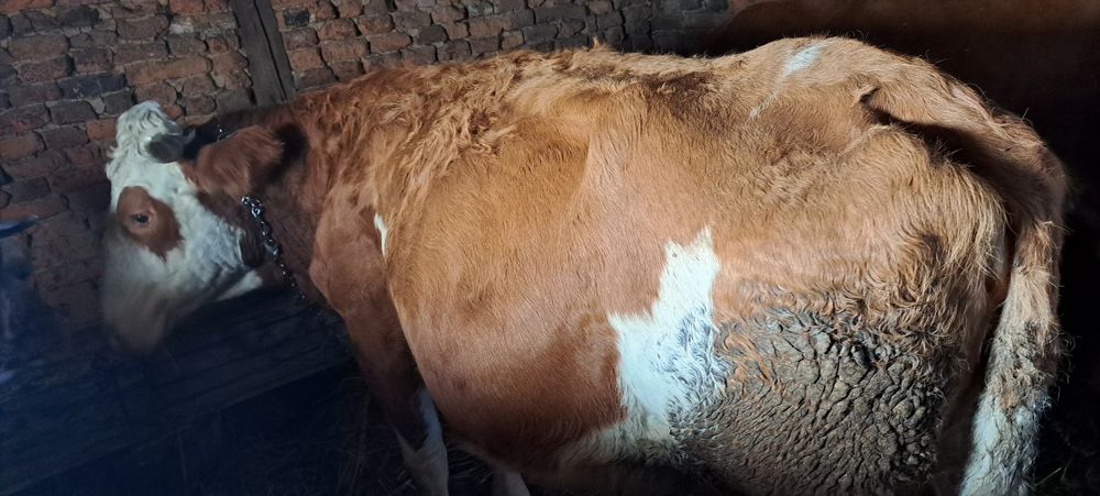 Vaca de vânzare gestanta