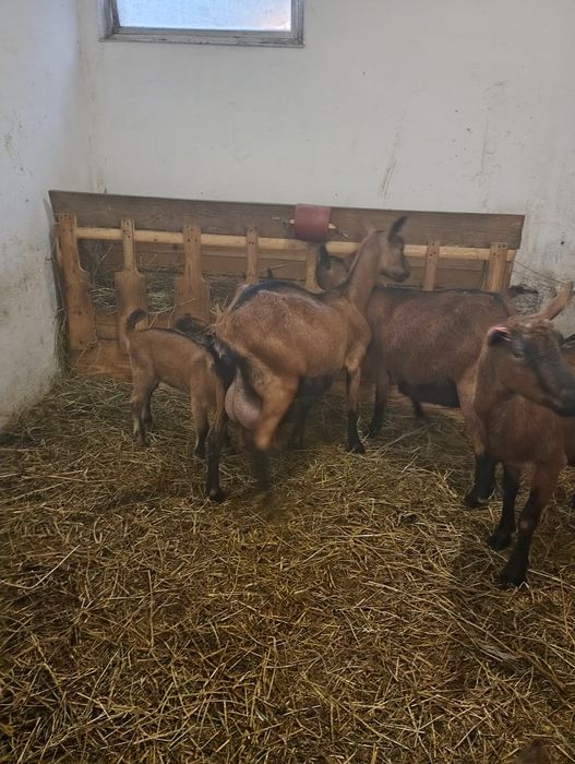 Vând capre alpina franceza