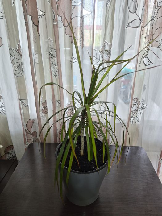 Продается домашний цветок
