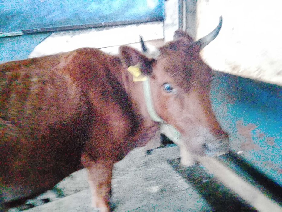 Корова  покрытая