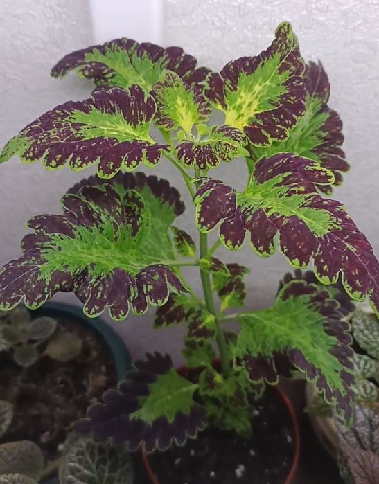 Комнатные растения