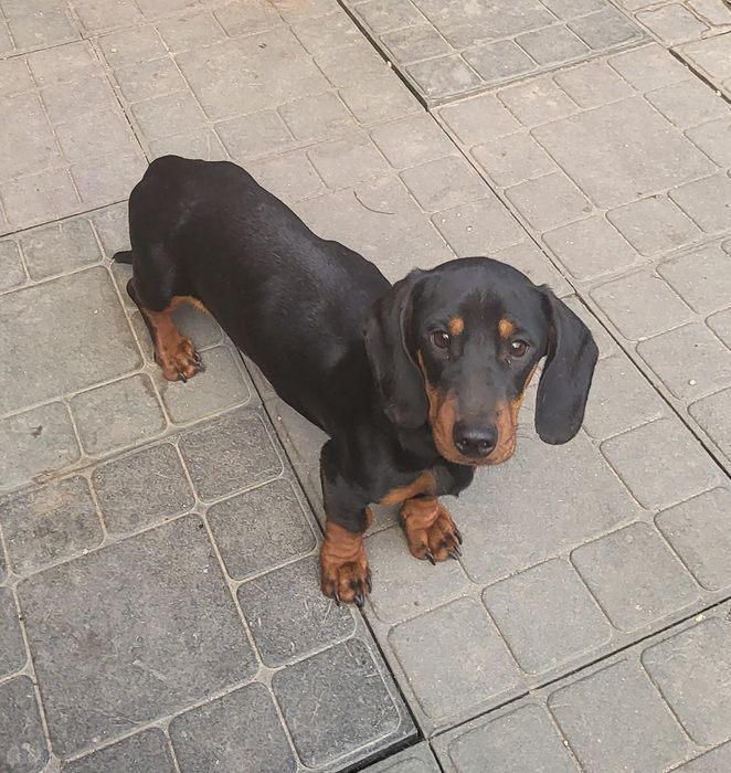 Такса щенки 6 месяцев.