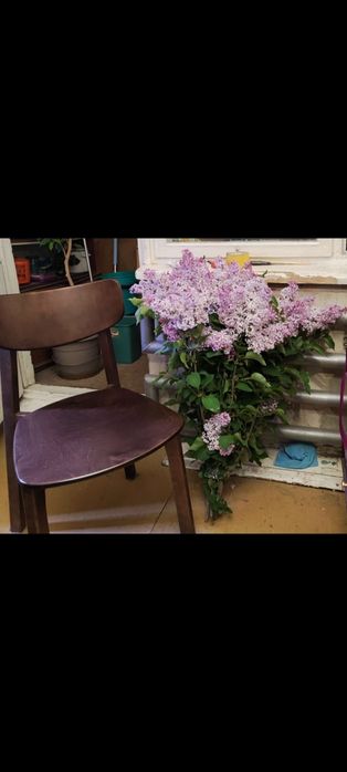 Сирень оптом и букеты