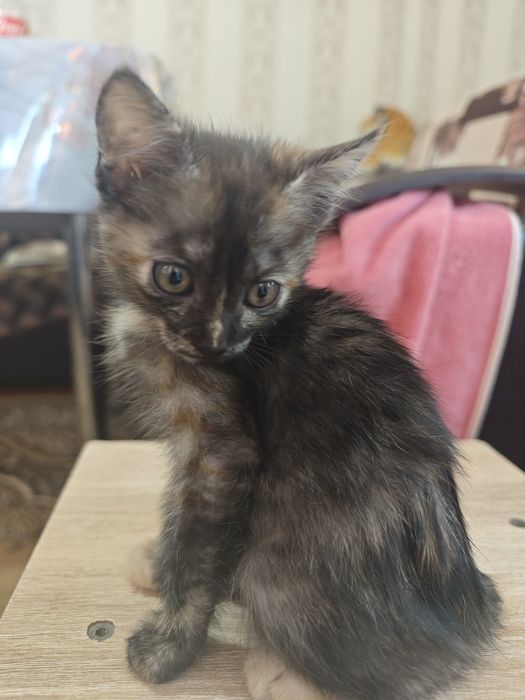 Кошечка в хорошие руки