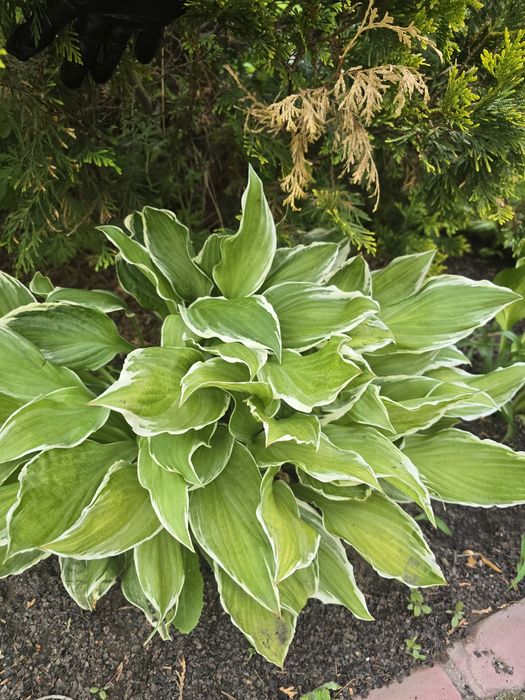 Отростки растения хосты