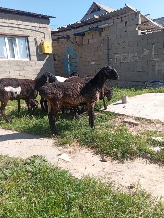 Шаруашылық қойлар сатылымда