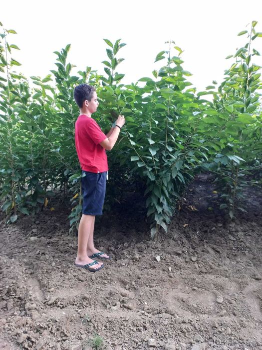 PEPINIERA TOCACIU va ofera  spre vanzare pomi fructiferi altoiti !