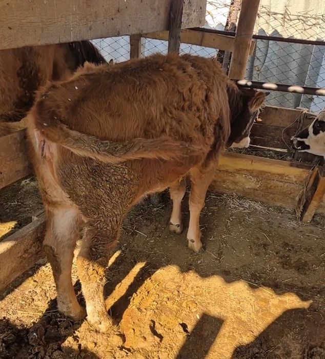 Семіз тайынша сатылады