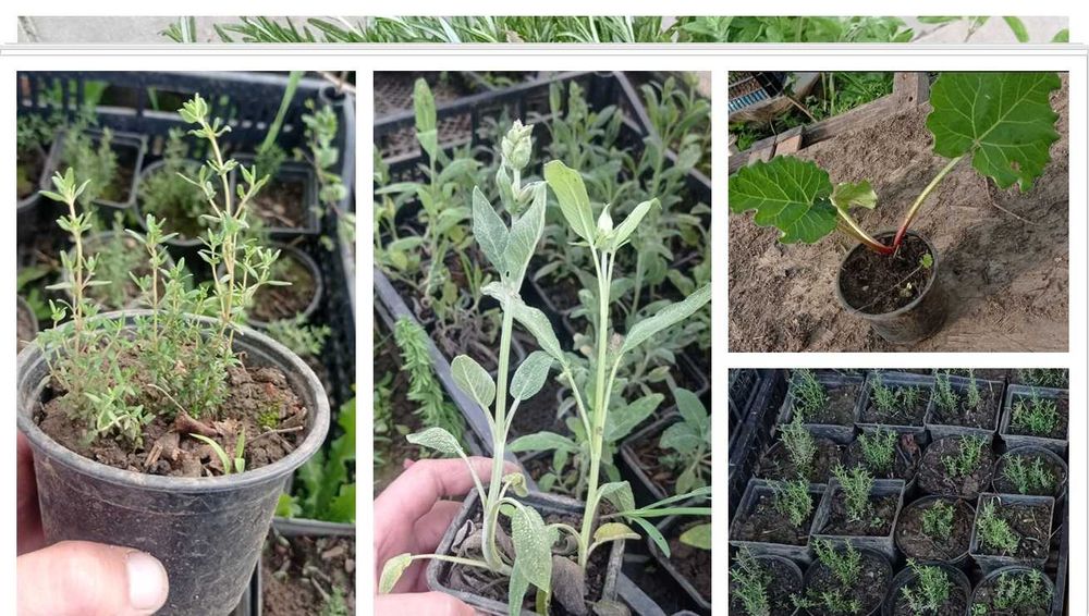 Hibrid special pentru culturi menta olandeza