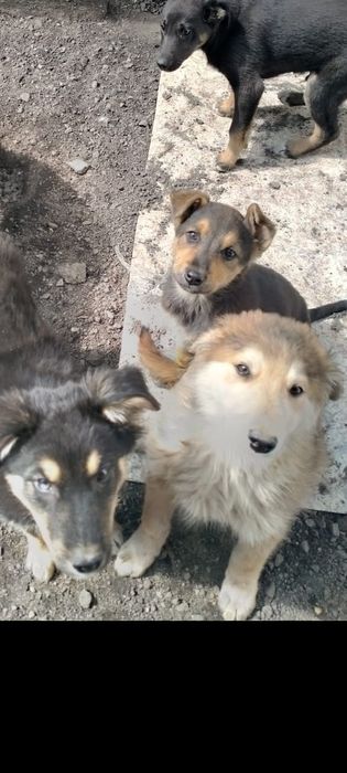 Очень милые Щенки
