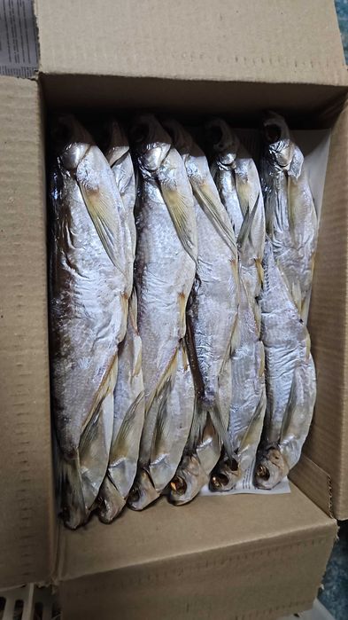 Вяленная вобла,чехонь