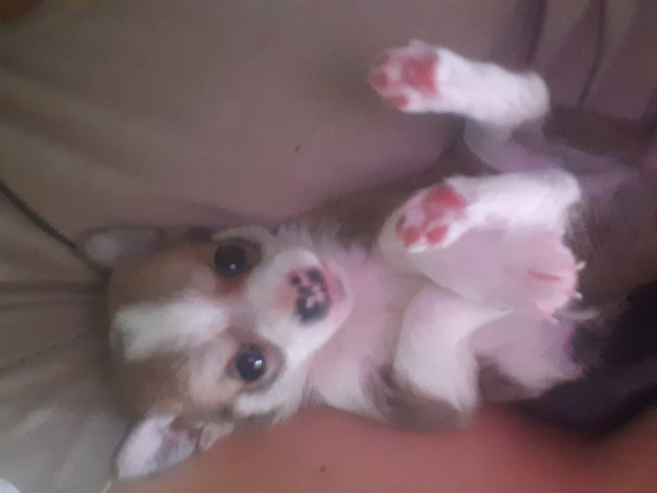 Продаётся щенок чихуахуа